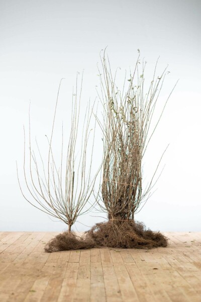 Troène Commun / Ligustrum Vulgare 100-125 cm