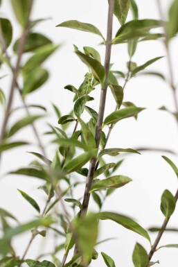 Troène commun Ligustrum vulgare Haie 100-125 Racines nues