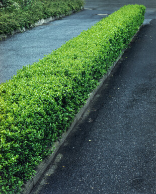 Troène Commun / Ligustrum Vulgare 100-125 cm