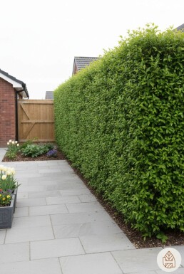 Troène Commun / Ligustrum Vulgare 40-60 cm - Racines nues