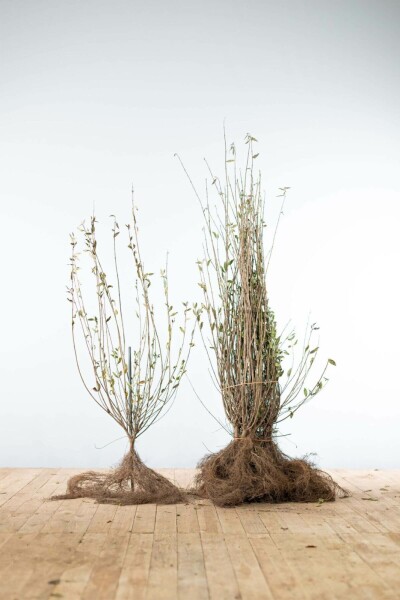 Troène Commun / Ligustrum Vulgare 80-100 cm