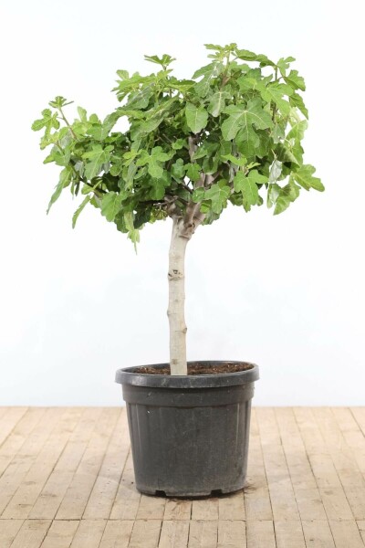 Figuier / Ficus Carica bonsai 100-125 cm