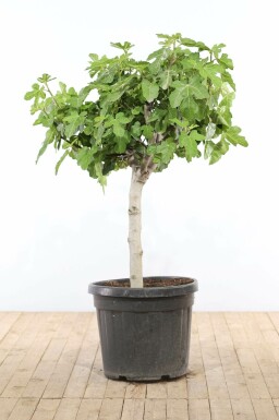 Ficus Carica BonsaĂŻ 100-125 Pot Figuier / Ficus Carica bonsai 100-125 cm
