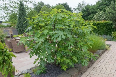Figuier / Ficus Carica bonsai 100-125 cm