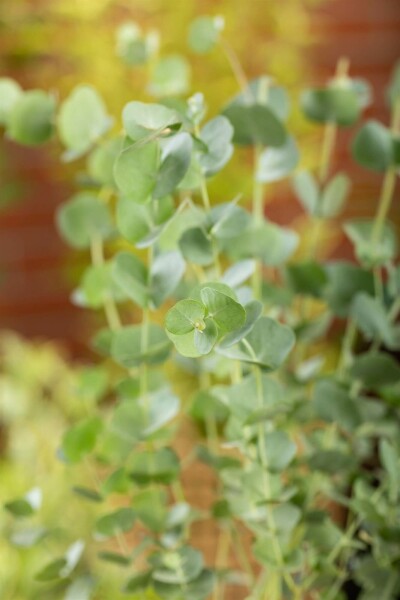 Eucalyptus azura Eucalyptus gunni 'Azura' arbuste Eucalyptus gunni 'Azura'