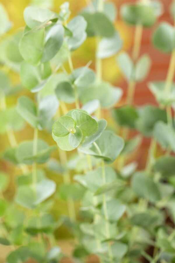 Eucalyptus azura Eucalyptus gunni 'Azura' arbuste Eucalyptus gunni 'Azura'