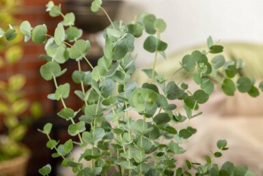 Eucalyptus azura Eucalyptus gunni 'Azura' arbuste Eucalyptus gunni 'Azura'