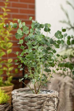 Eucalyptus azura Eucalyptus gunni 'Azura' arbuste Eucalyptus gunni 'Azura'