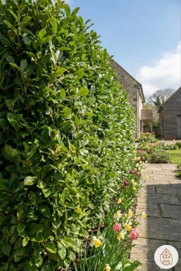 Laurier-palme / Prunus Laurocerasus Caucasica 60-80 cm