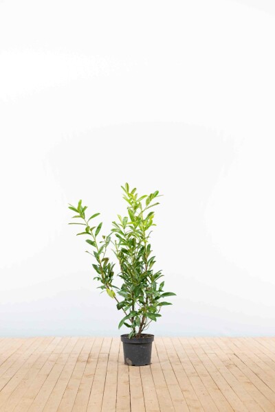 Laurier-palme / Prunus Laurocerasus Caucasica 80-100 cm
