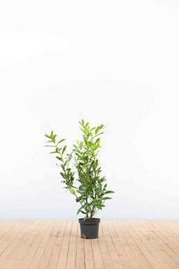 Laurier-palme / Prunus Laurocerasus Caucasica 80-100 cm