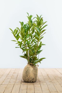 Prunier laurier-cerise Prunus laurocerasus 'Caucasica' Haie 80-100 Motte Laurier-palme / Prunus Laurocerasus Caucasica 80-100 cm