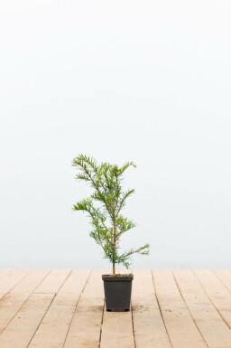 If Commun / Taxus baccata P9 15-20 cm
