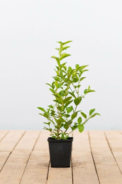 Troène de Californie / Ligustrum ovalifolium P9 30-40 cm