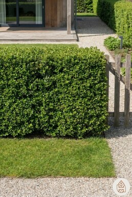 Houx Crénelé / Ilex Crenata Convexa 60-80 cm