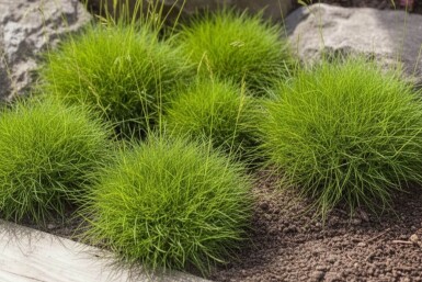 Festuca gauteri 'Pic Carlet'