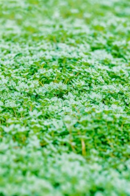 Aucune image disponible