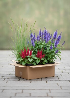 Mélange Splendeur d’Été