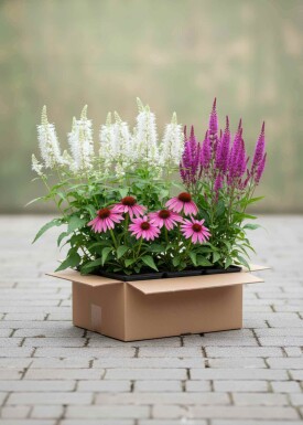 Pack Nectar de Fin d’Été