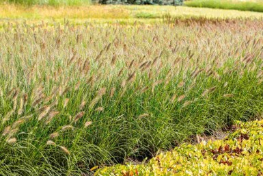 Mélange Lueur d’Automne