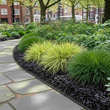 Mélange Splendeur de Graminées