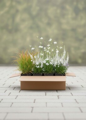 Mélange Brise d’Été