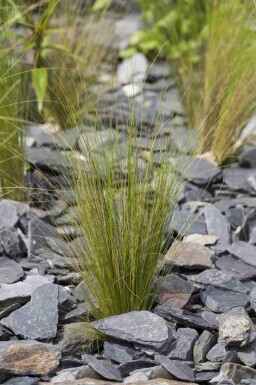 Mélange Élégance Ensoleillée