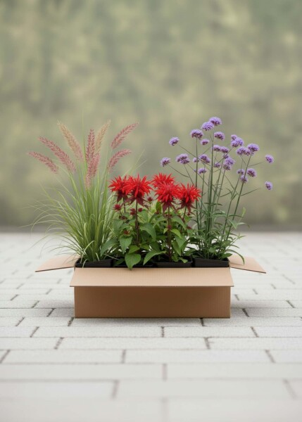 Mélange Coucher de Soleil