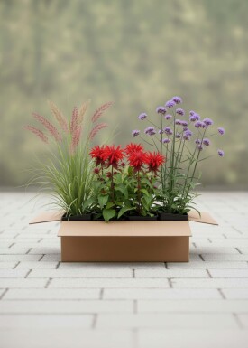 Mélange Coucher de Soleil