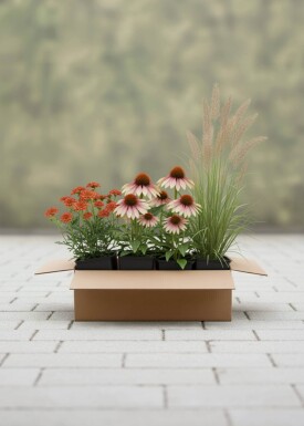 Mélange Lueur de Fin d’Été