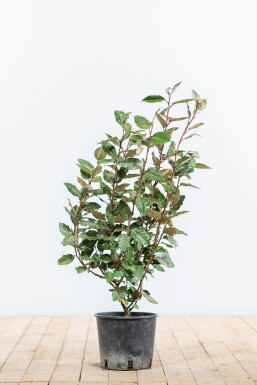 Eléagnus / Elaeagnus Ebbingei 50-60 cm