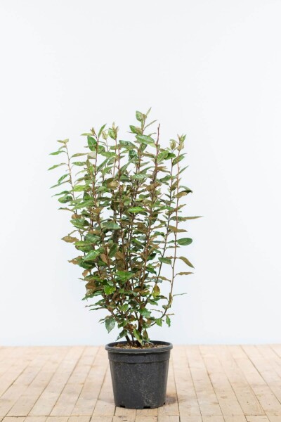 Eléagnus / Elaeagnus Ebbingei 80-100 cm