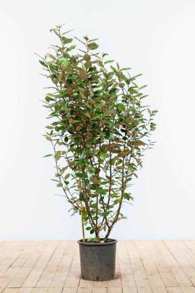 Eléagnus / Elaeagnus Ebbingei 100-125 cm
