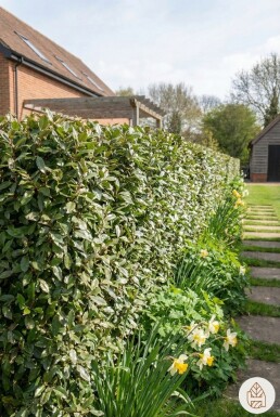 Eléagnus / Elaeagnus Ebbingei 125-150 cm