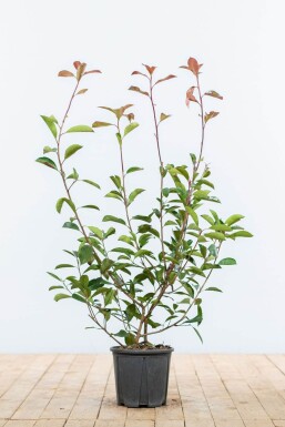 Photinia Fraseri Red Robin 60-80 cm
