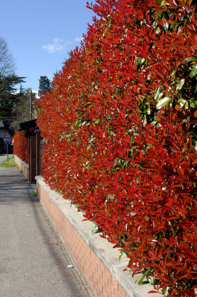 Photinia Fraseri Red Robin 60-80 cm