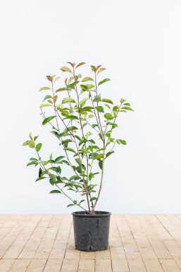 Photinia Fraseri Red Robin 80-100 cm