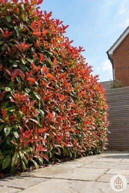 Photinia Fraseri Red Robin 80-100 cm - Pot