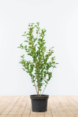 Troène Commun / Ligustrum Vulgare 60-80 cm