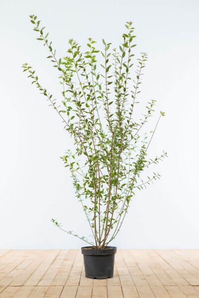 Troène / Ligustrum Vulgare Atrovirens 100-125 cm