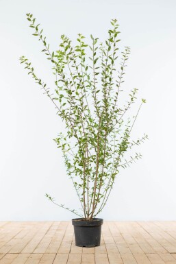 Troène / Ligustrum Vulgare Atrovirens 100-125 cm