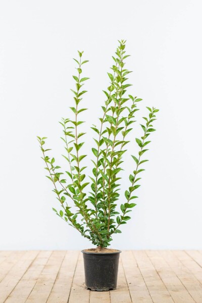 Troène de Californie / Ligustrum Ovalifolium 60-80 cm