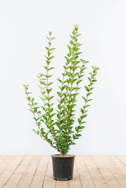 Troène de Californie / Ligustrum Ovalifolium 60-80 cm