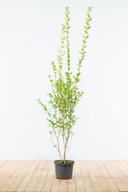 Troène de Californie / Ligustrum Ovalifolium 150-175 cm