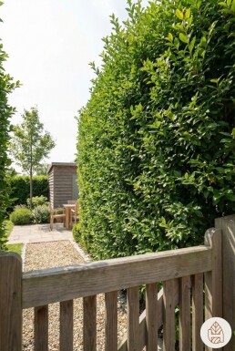 Troène de Californie / Ligustrum Ovalifolium 150-175 cm
