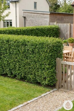 Troène de Californie / Ligustrum Ovalifolium 175-200 cm