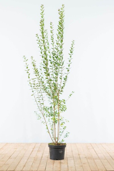 Troène / Ligustrum Vulgare Atrovirens 150-175 cm