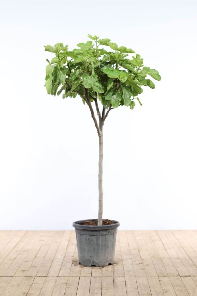 Figuier / Ficus Carica Sur tige/stipe/tronc 80-100 cm
