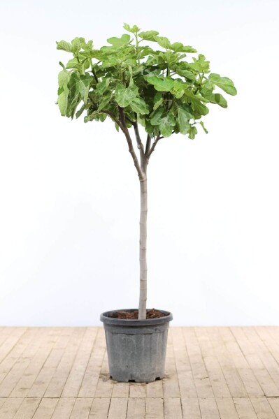 Figuier / Ficus Carica Sur tige/stipe/tronc 150-175 cm