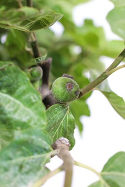 Figuier / Ficus Carica Sur tige/stipe/tronc 150-175 cm